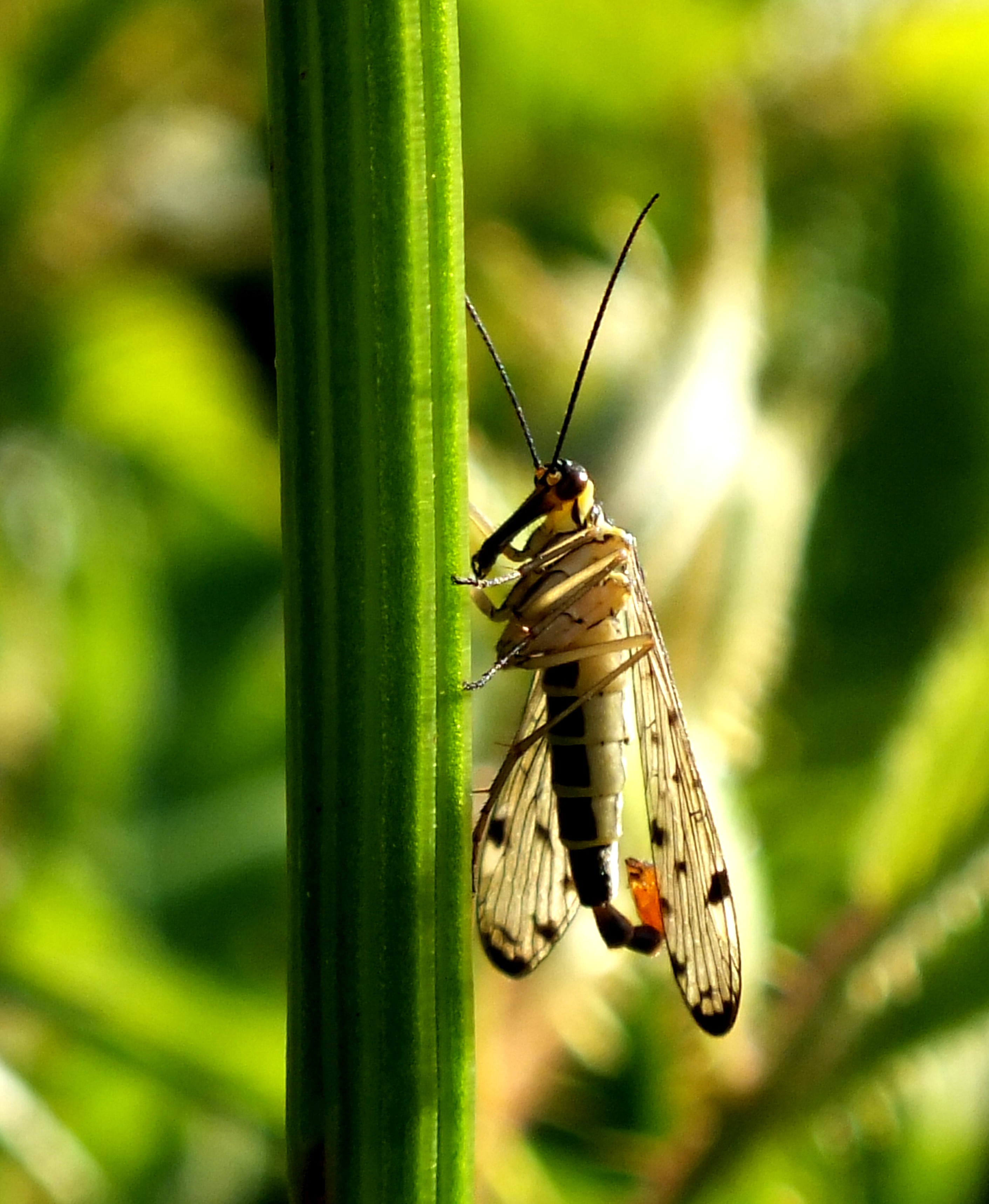 SCORPIAN FLY Bill Bagley Photography